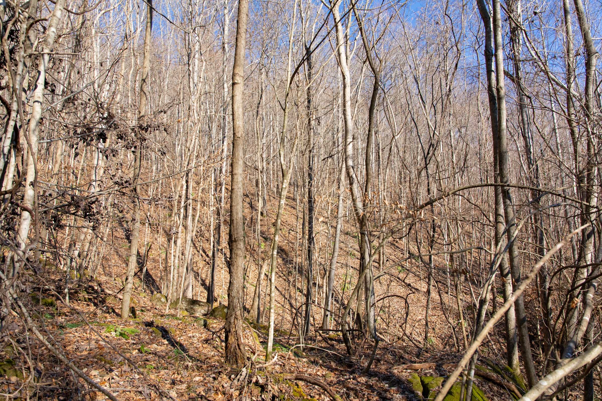 Blackstone Mountain Phase I Tract 16 photo 6