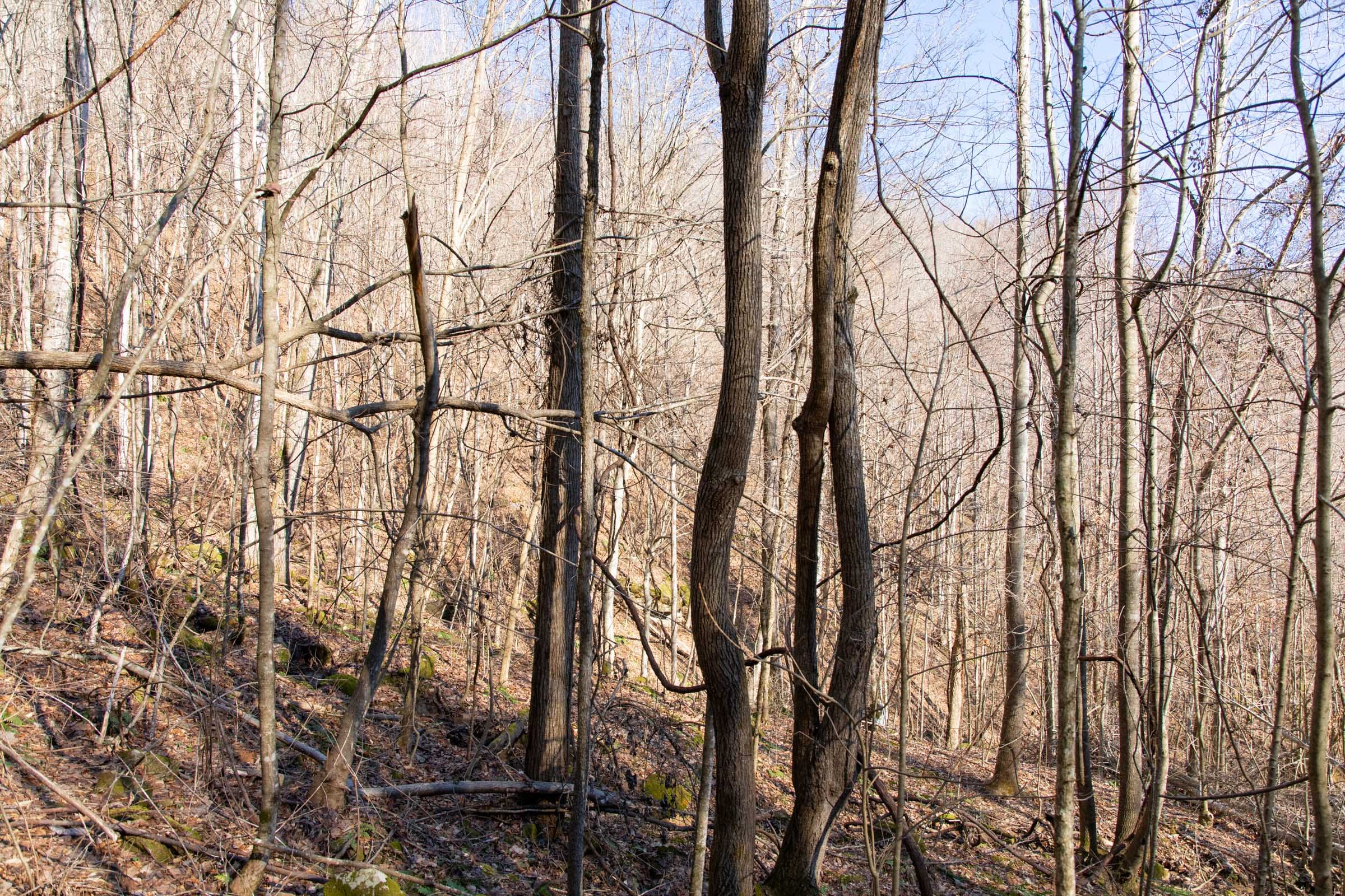 Blackstone Mountain Phase I Tract 16 photo 10