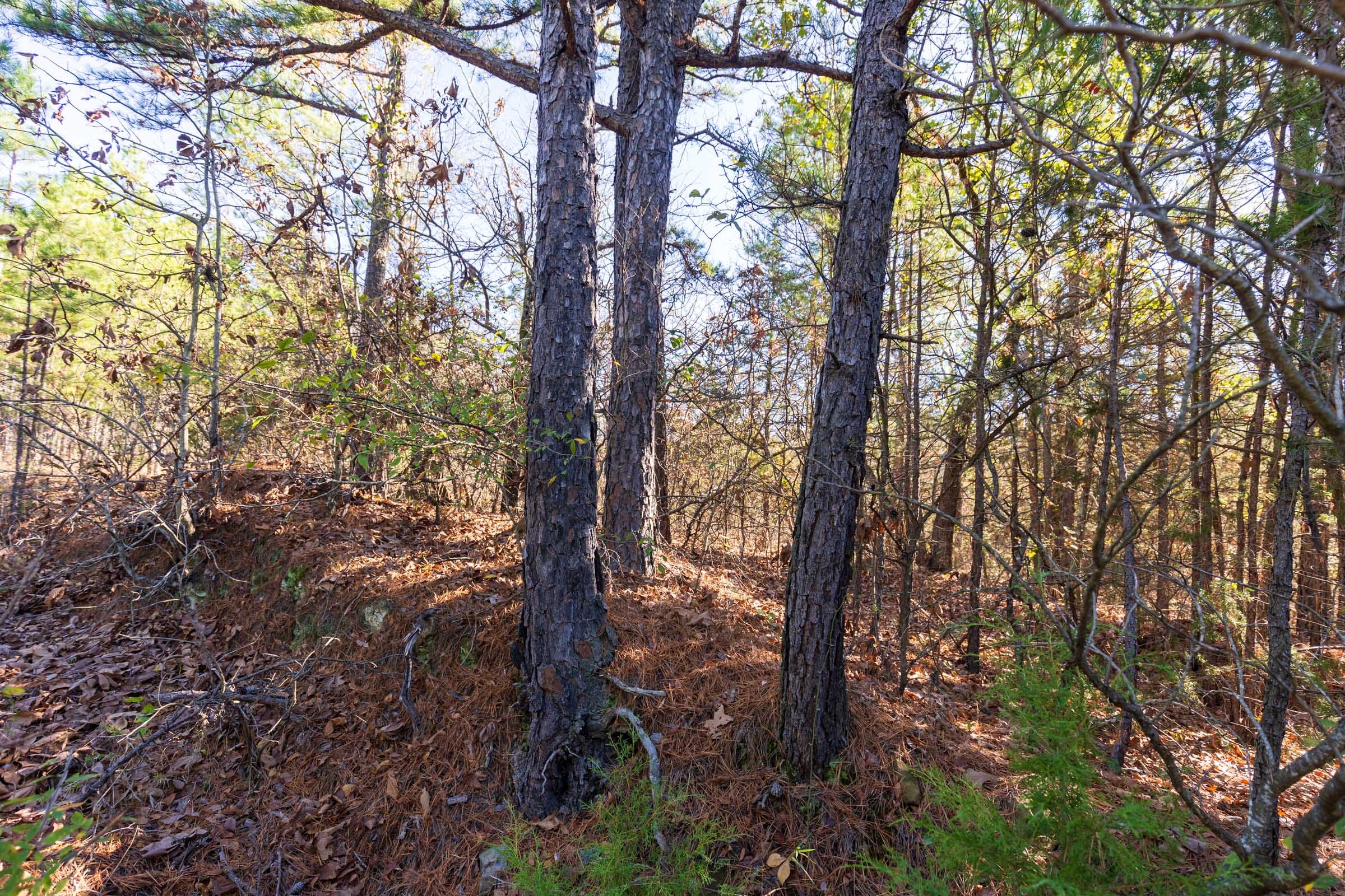Stone Bridge Reserve Tract 6 photo 3