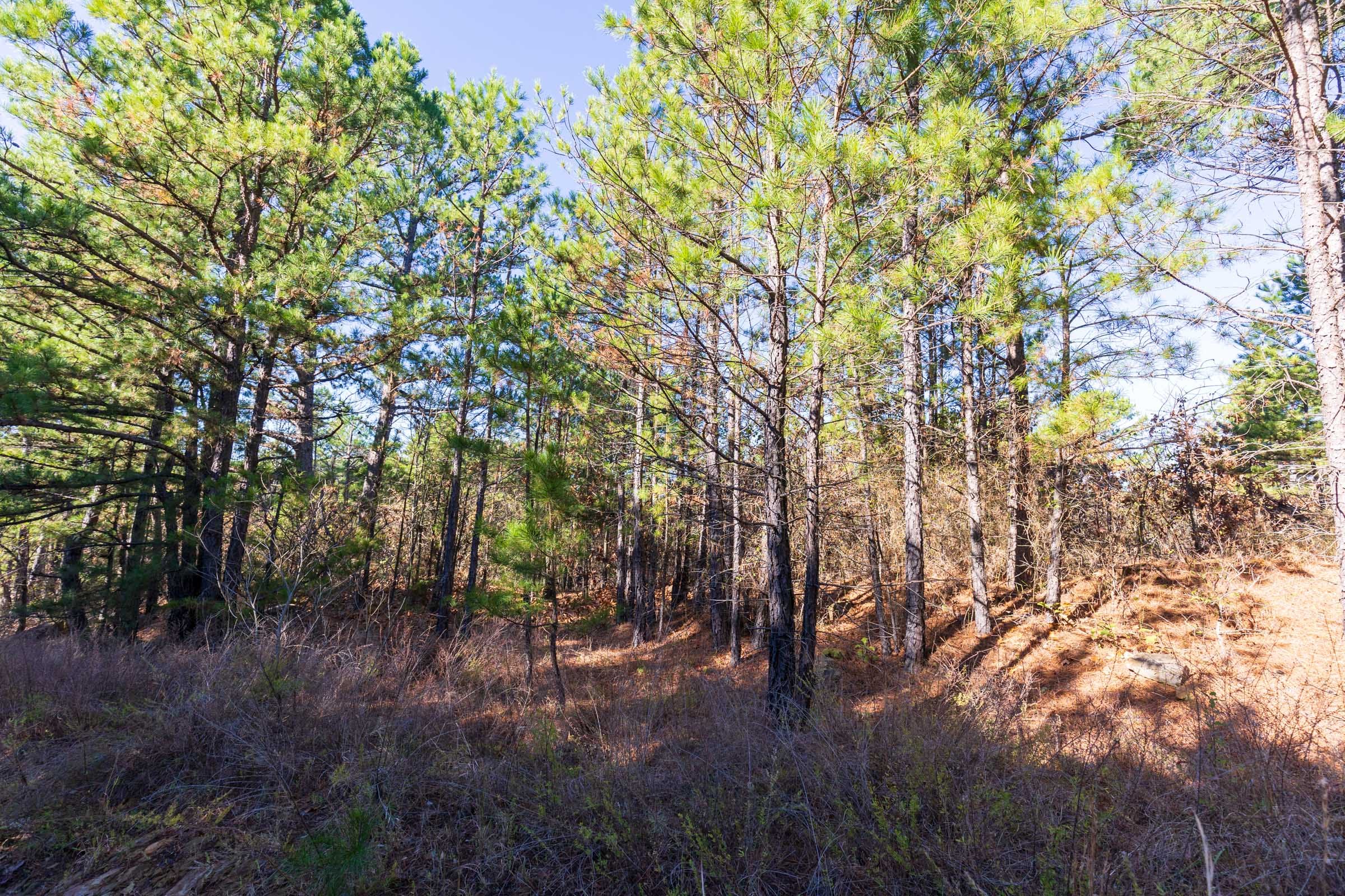 Stone Bridge Reserve Tract 6 photo 6