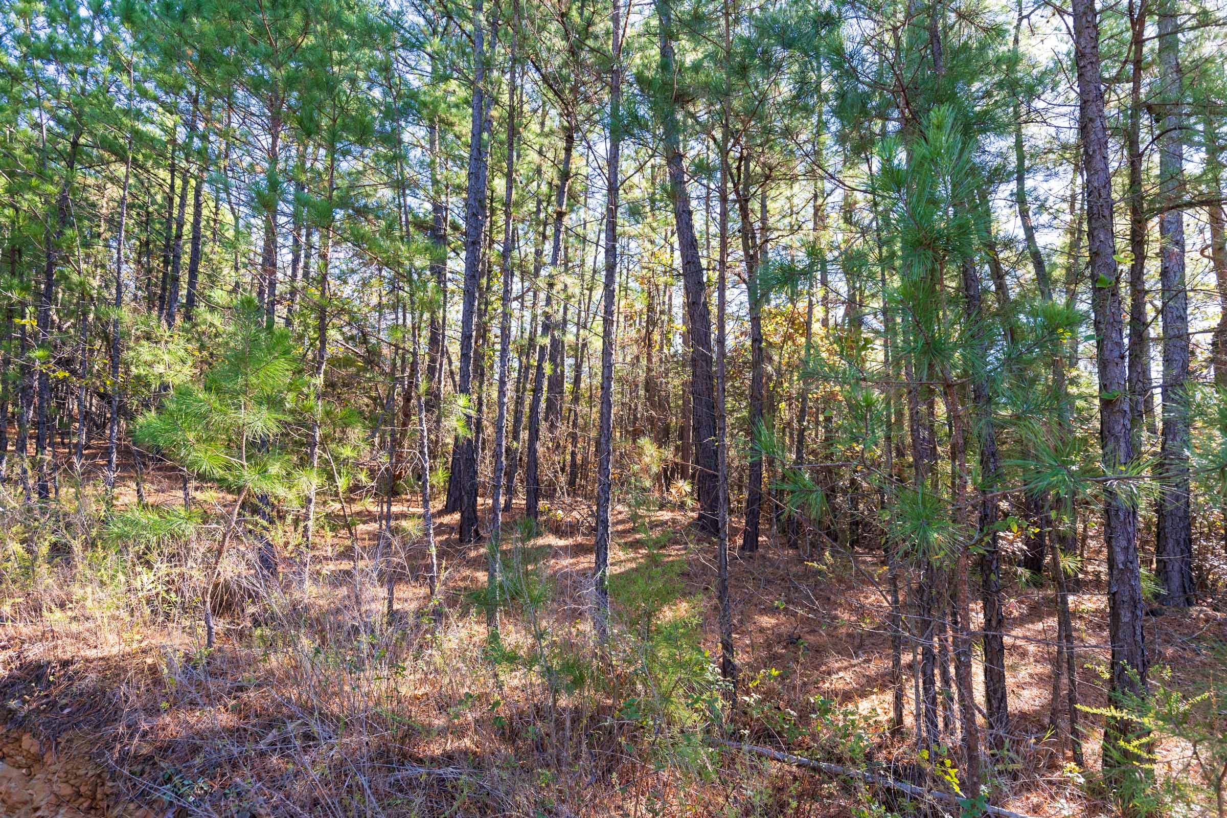 Stone Bridge Reserve Tract 6 photo 5