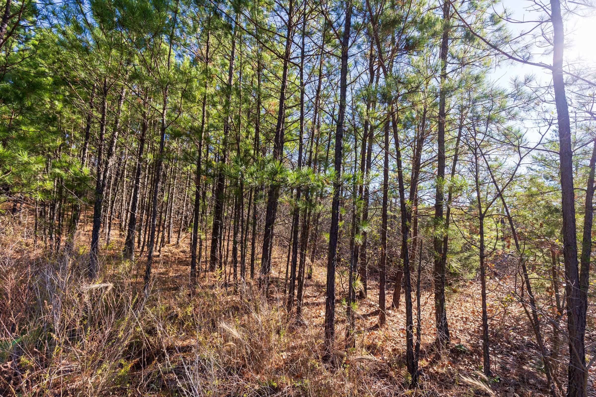 Stone Bridge Reserve Tract 6 photo 2