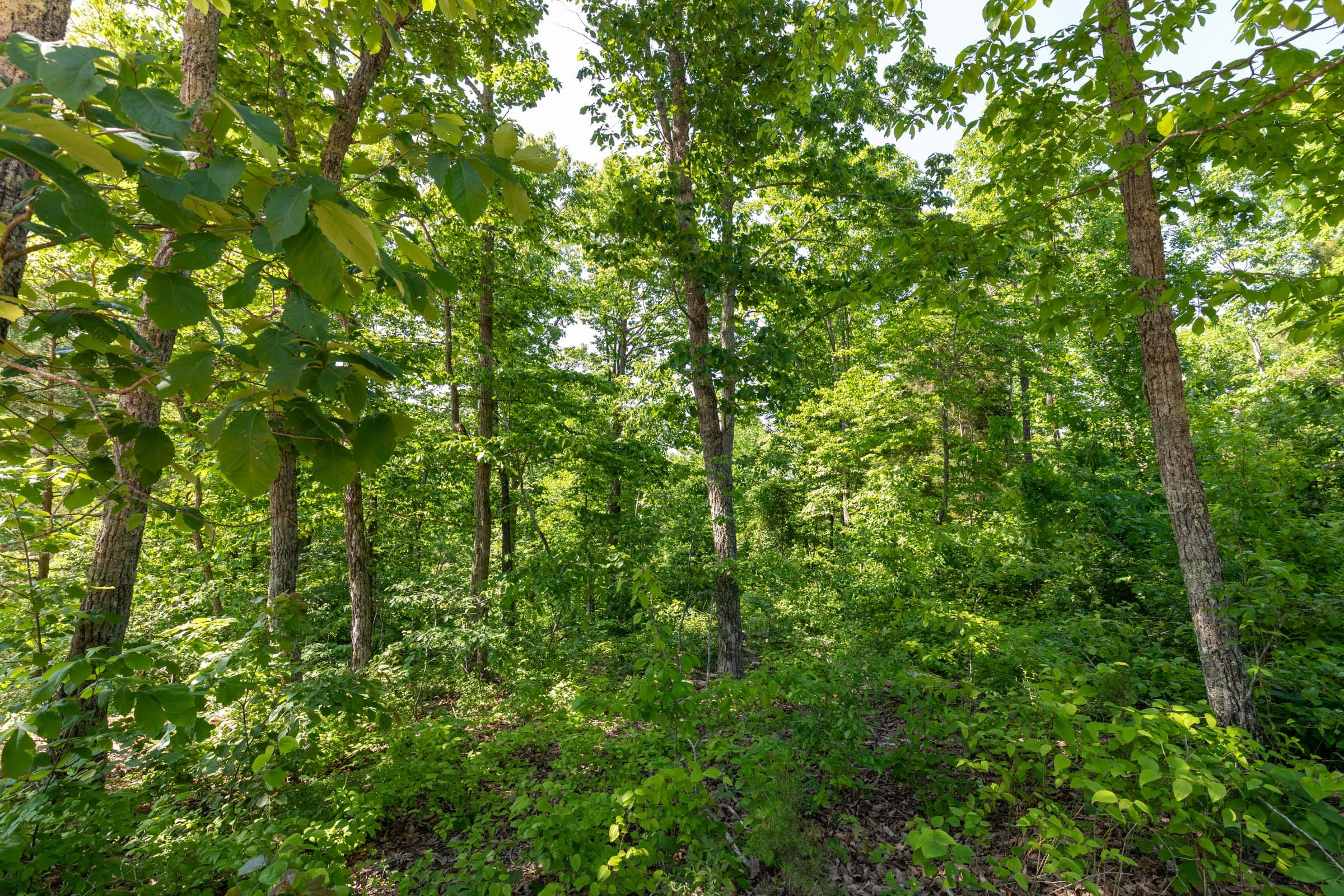 Cedar Creek Tract 64 photo 3