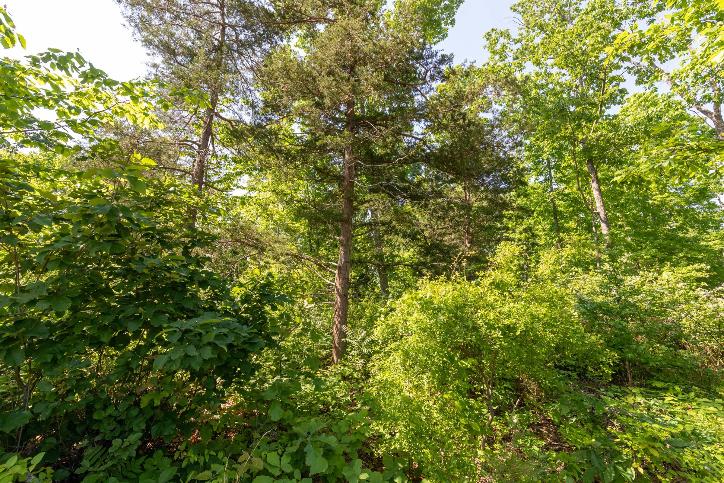 Cedar Creek Tract 64 photo 4