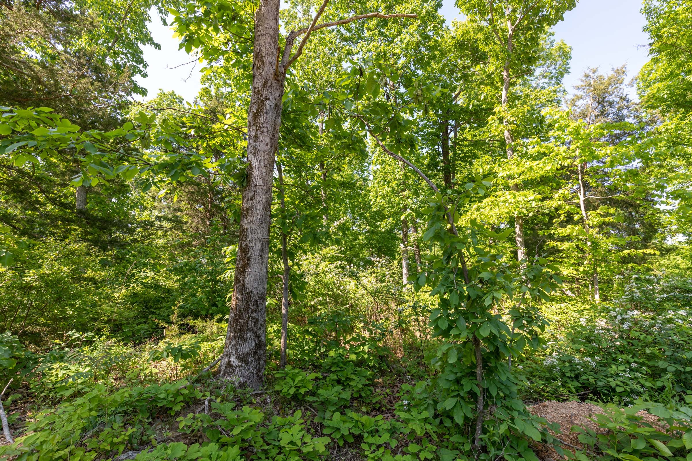 Cedar Creek Tract 64 photo 6
