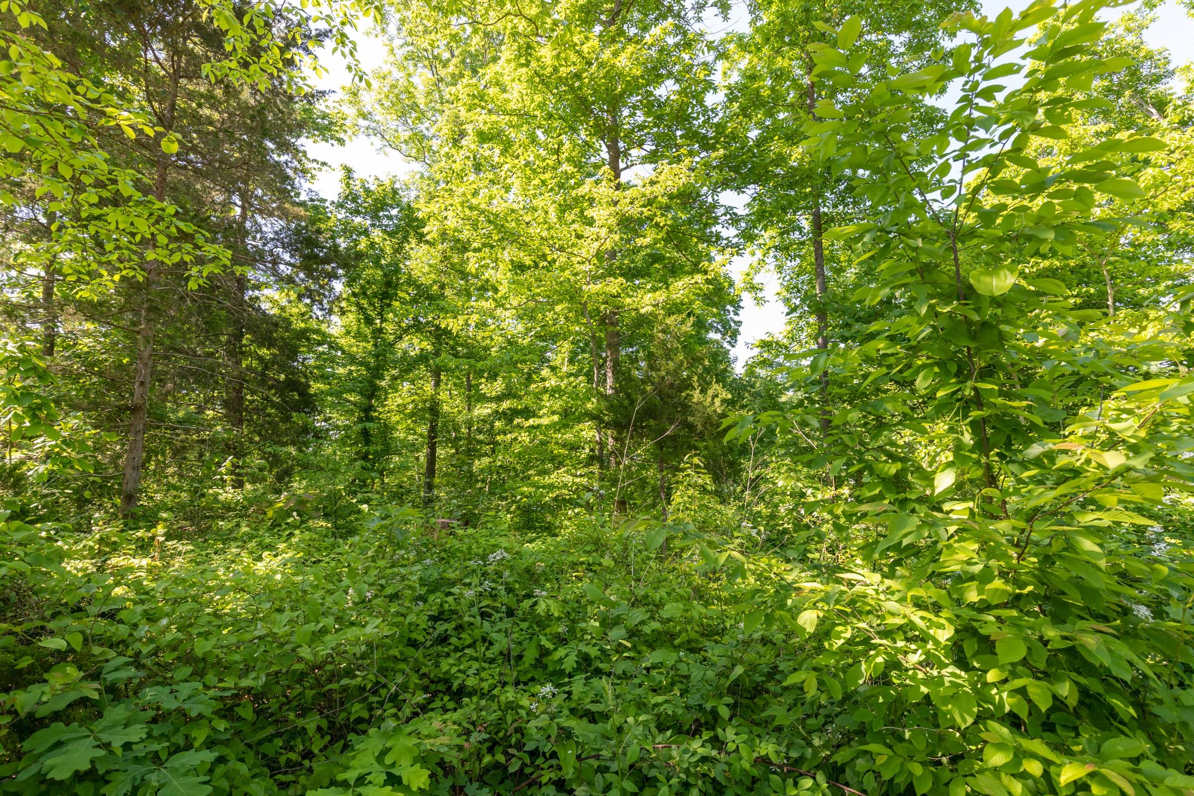 Cedar Creek Tract 64 photo 7