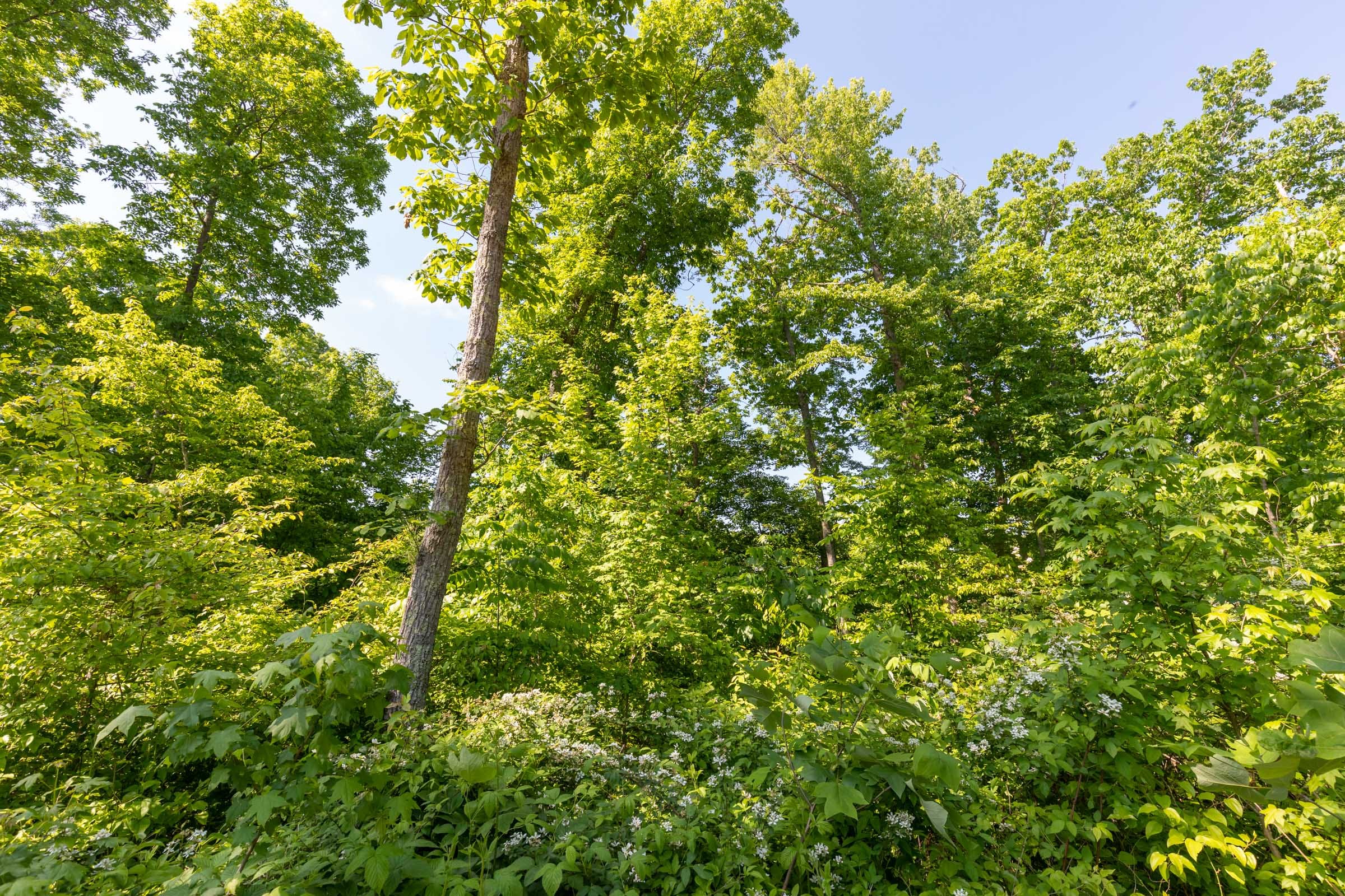 Cedar Creek Tract 64 photo 9