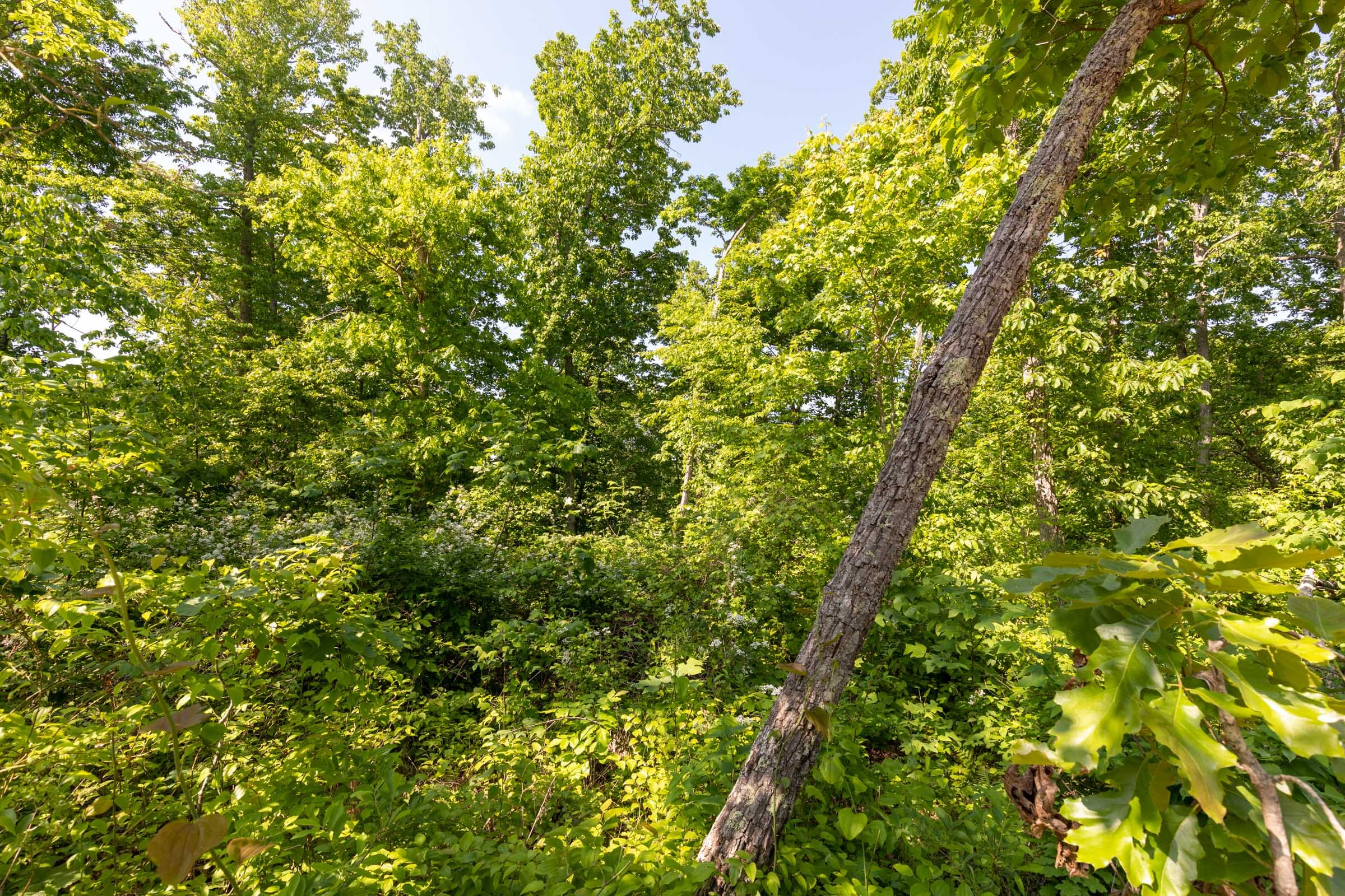 Cedar Creek Tract 64 photo 10