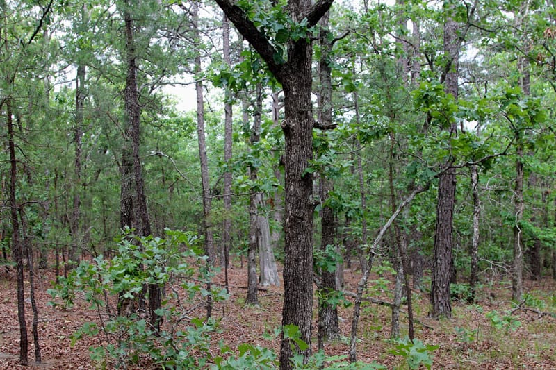 Trophy Ridge Phase II Tract 74 photo 2