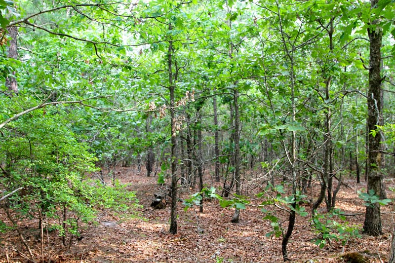 Trophy Ridge Phase II Tract 74 photo 3