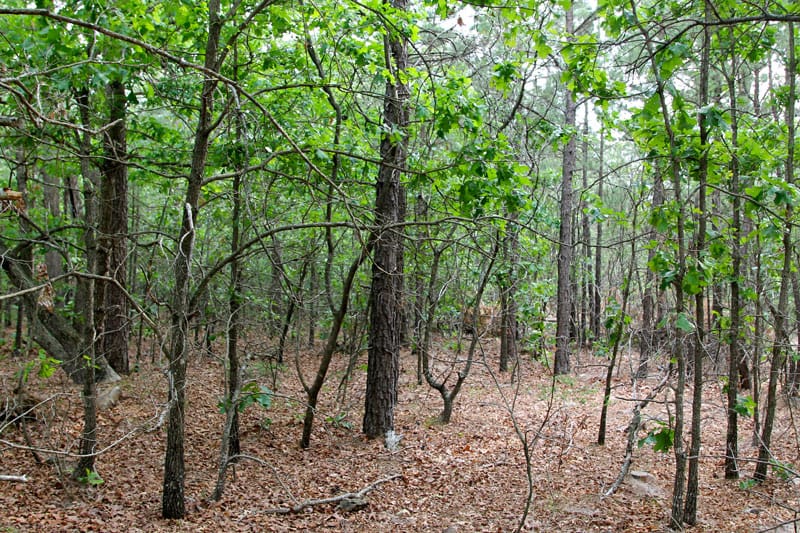 Trophy Ridge Phase II Tract 74 photo 4