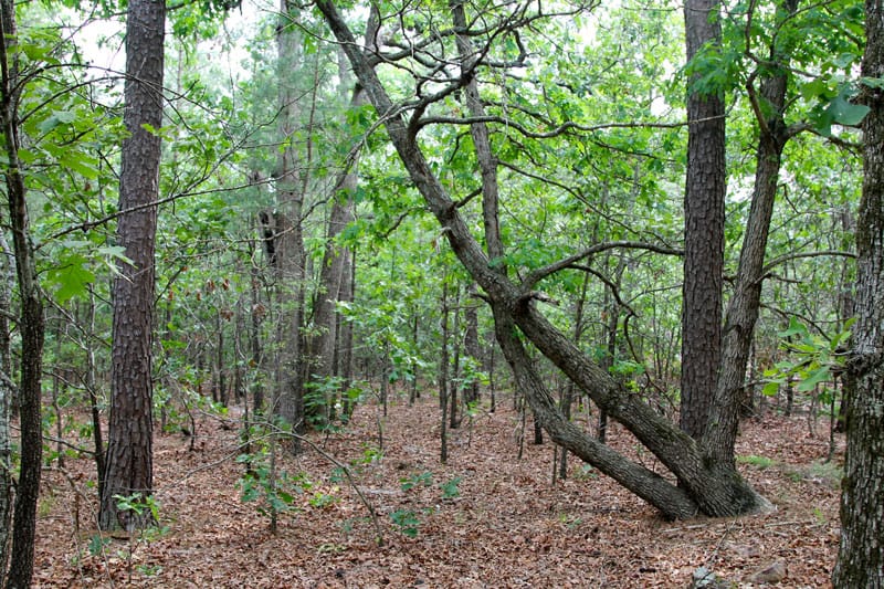 Trophy Ridge Phase II Tract 74 photo 5