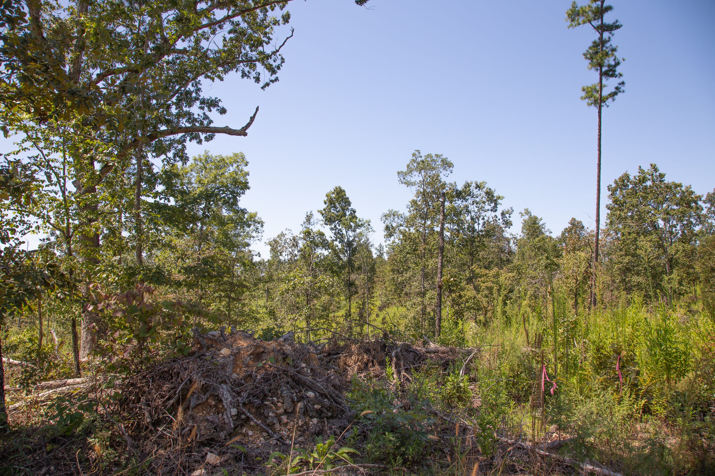 Borgmann’s Hollow Phase III Tract 77 photo 2