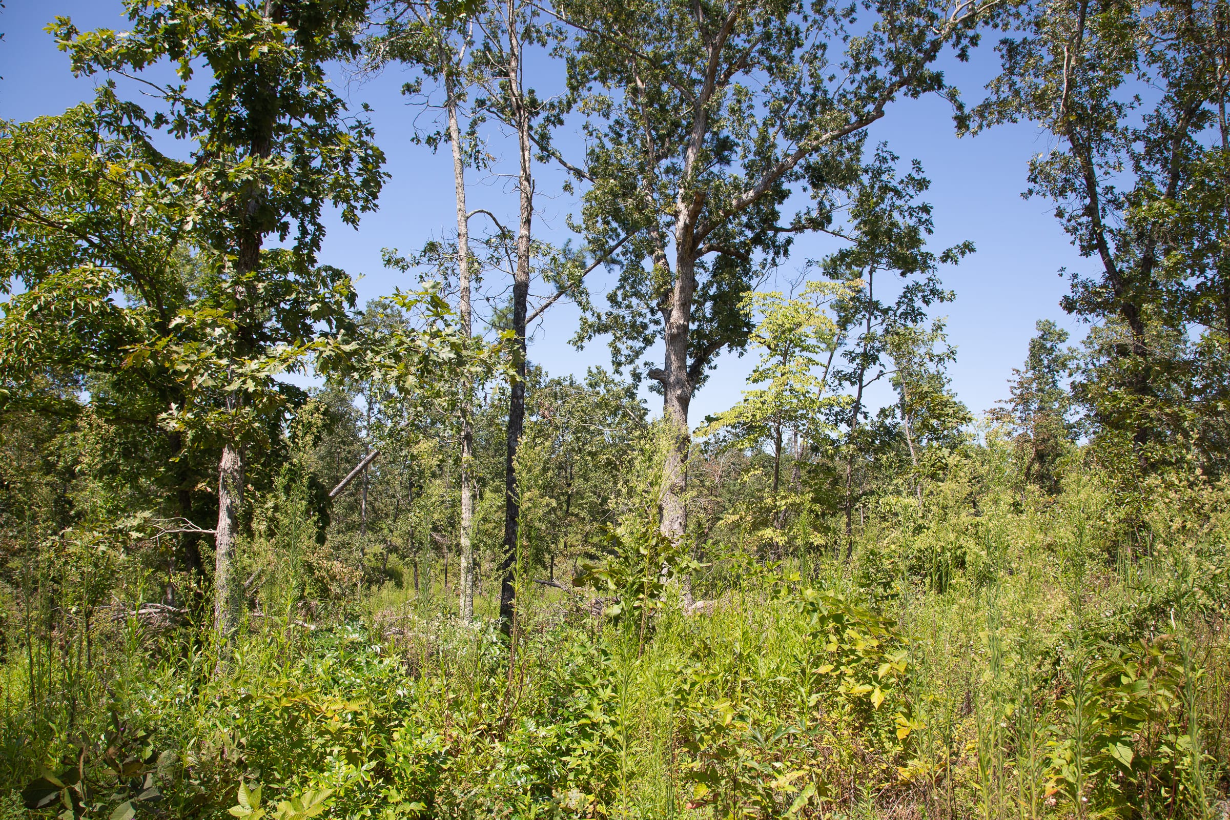 Borgmann’s Hollow Phase III Tract 77 photo 3