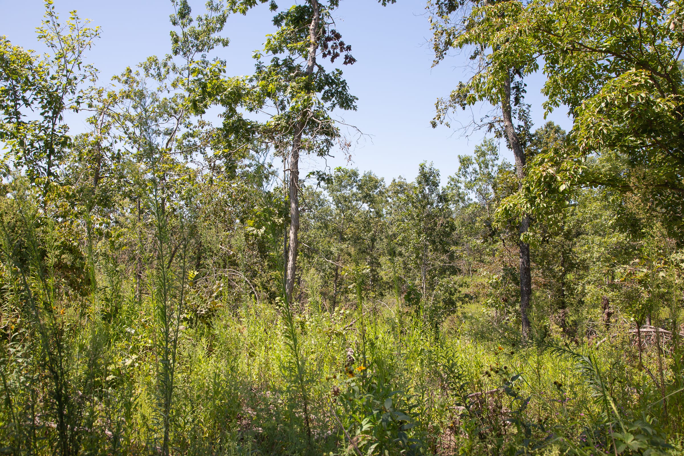 Borgmann’s Hollow Phase III Tract 77 photo 4