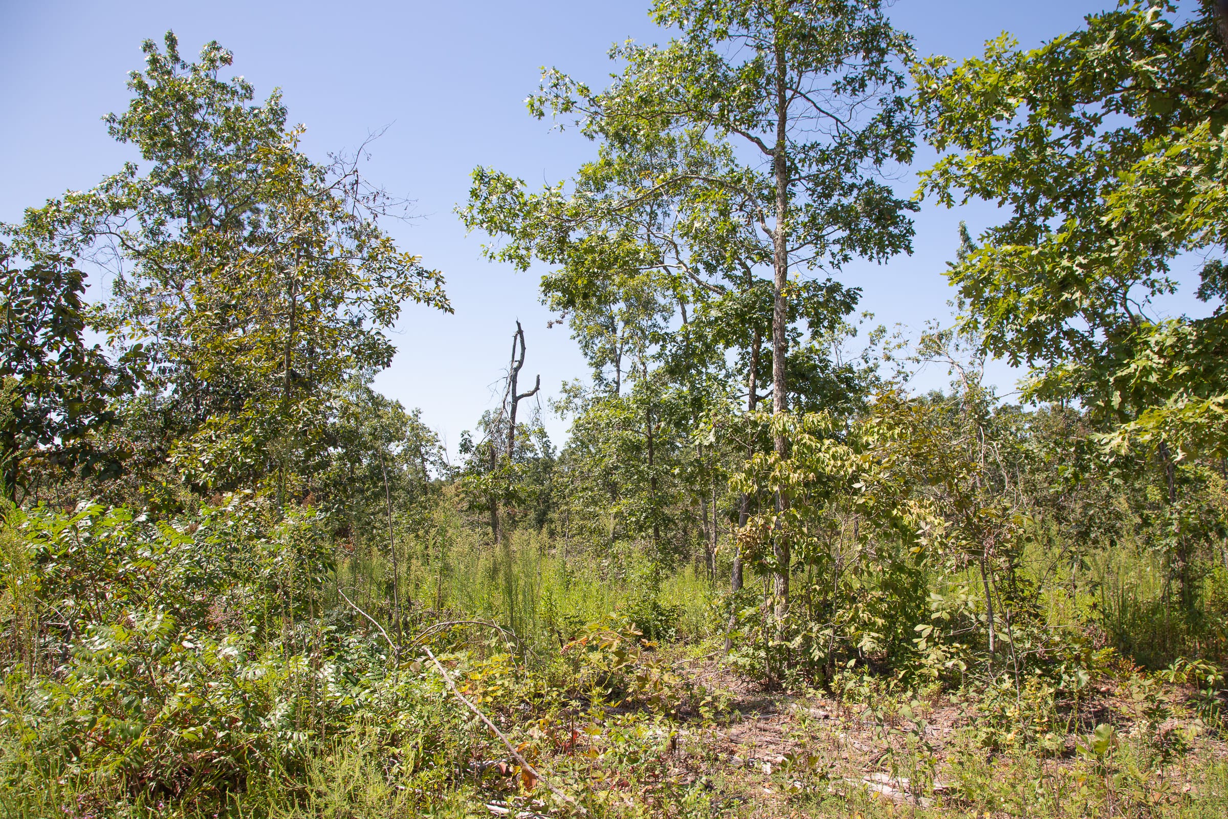 Borgmann’s Hollow Phase III Tract 77 photo 5