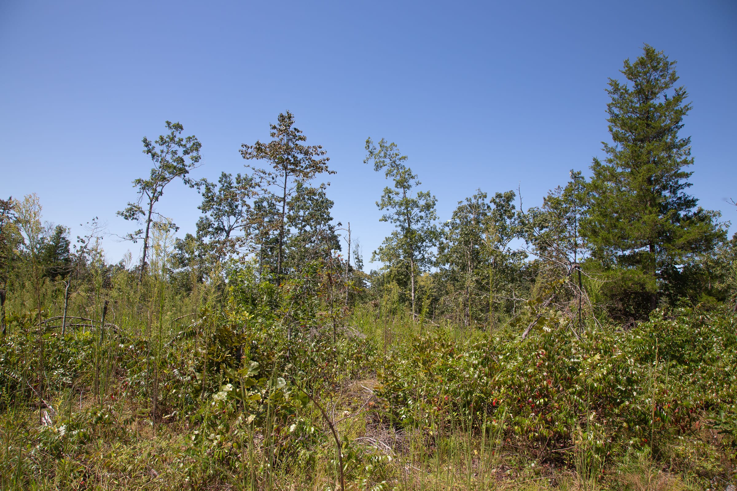 Borgmann’s Hollow Phase III Tract 77 photo 6