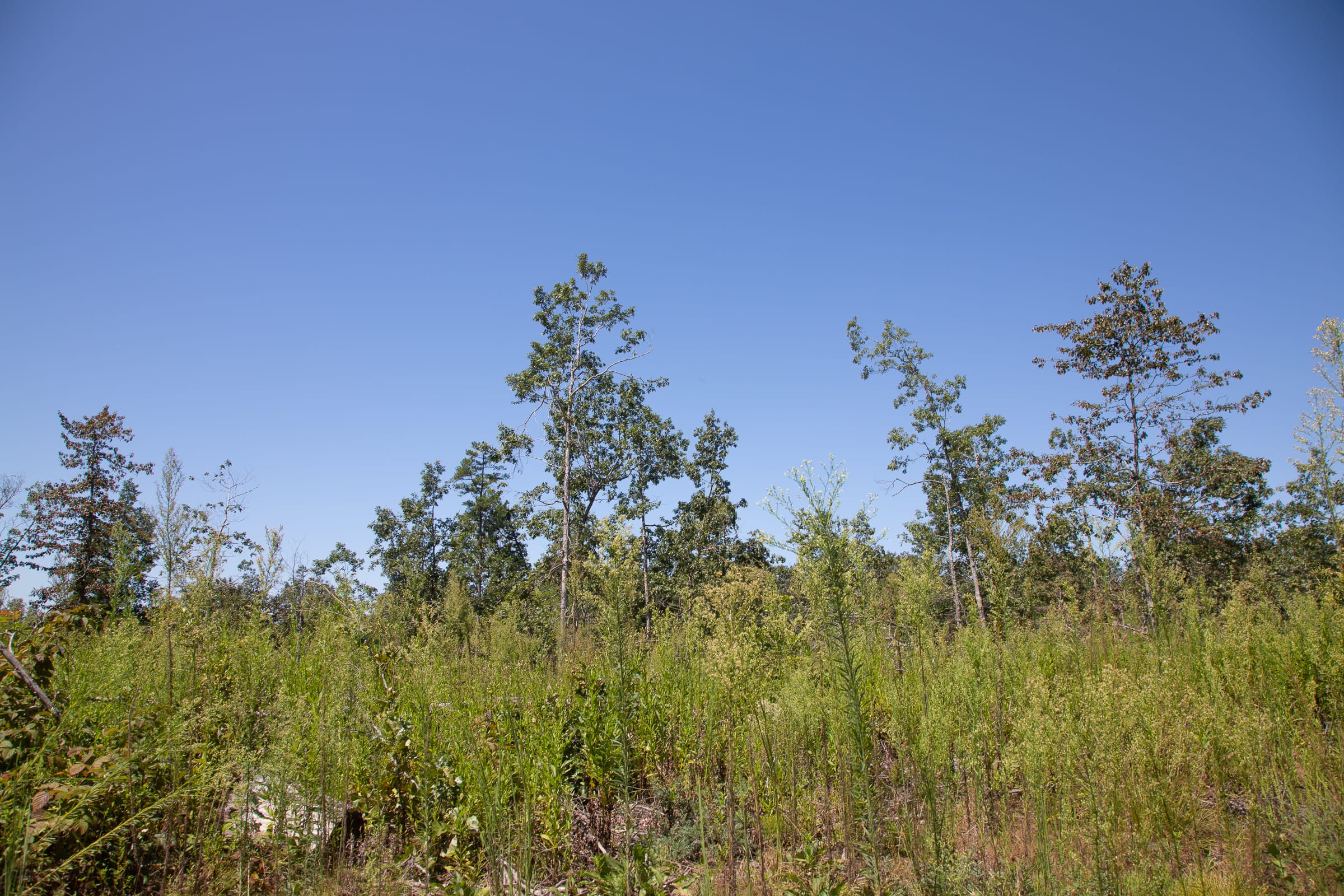 Borgmann’s Hollow Phase III Tract 77 photo 7