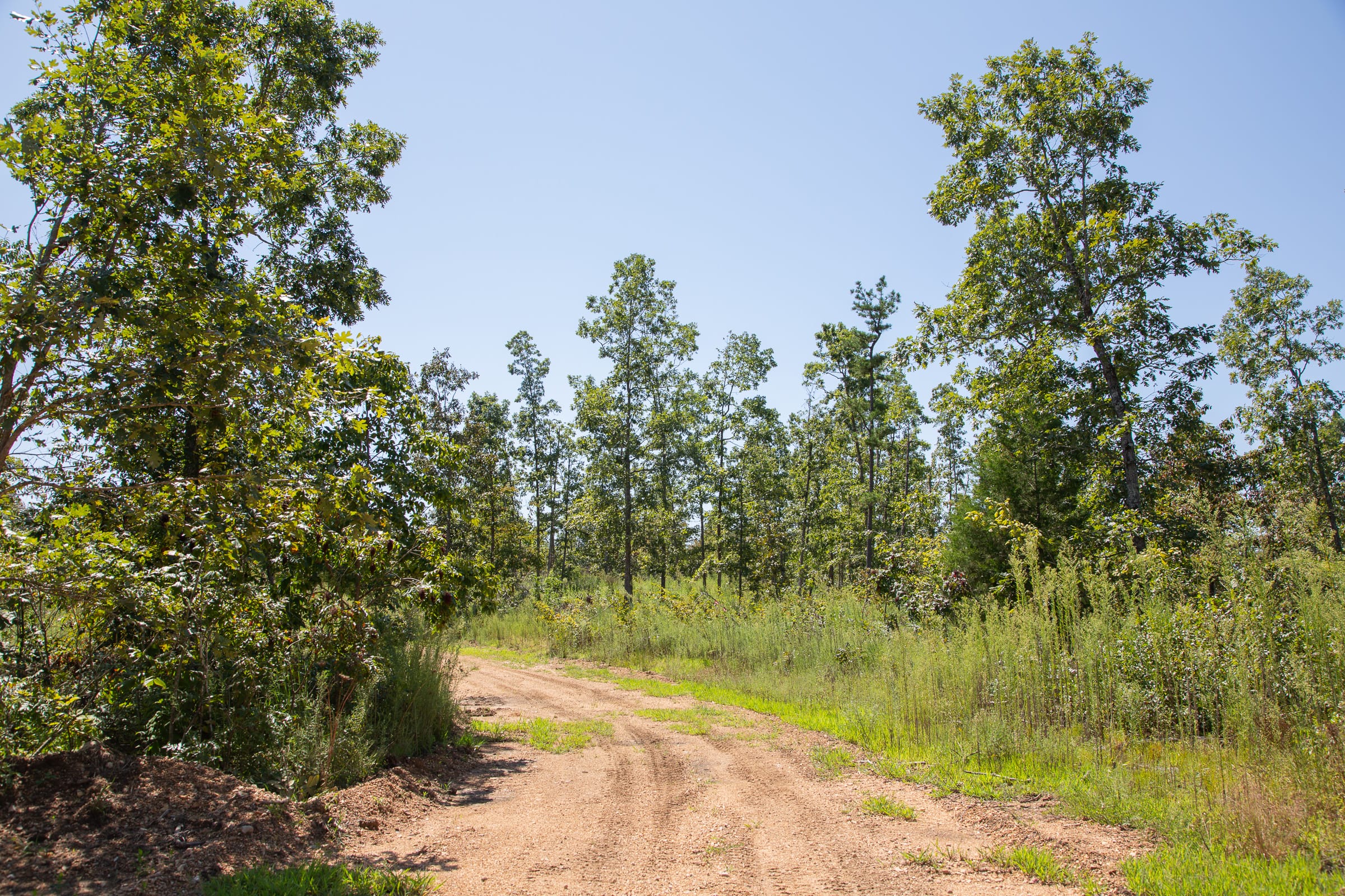 Borgmann’s Hollow Phase III Tract 77 photo 8