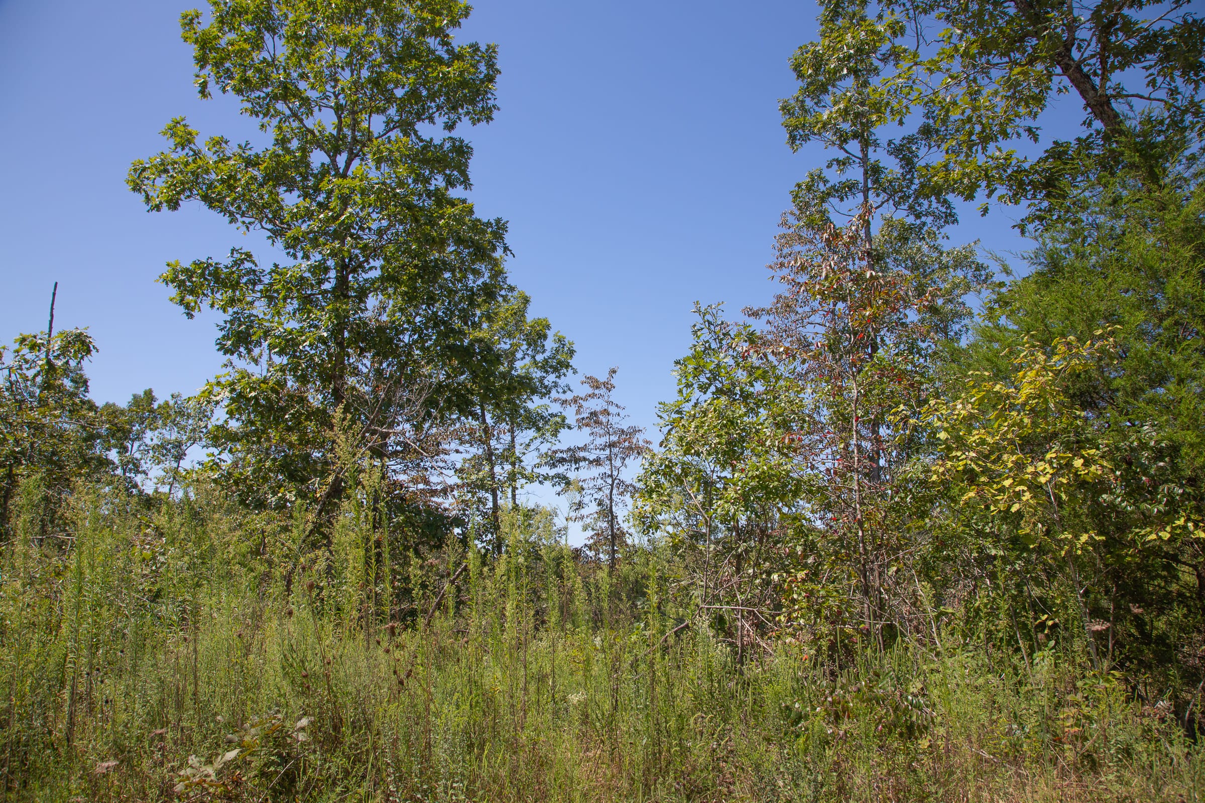 Borgmann’s Hollow Phase III Tract 77 photo 9