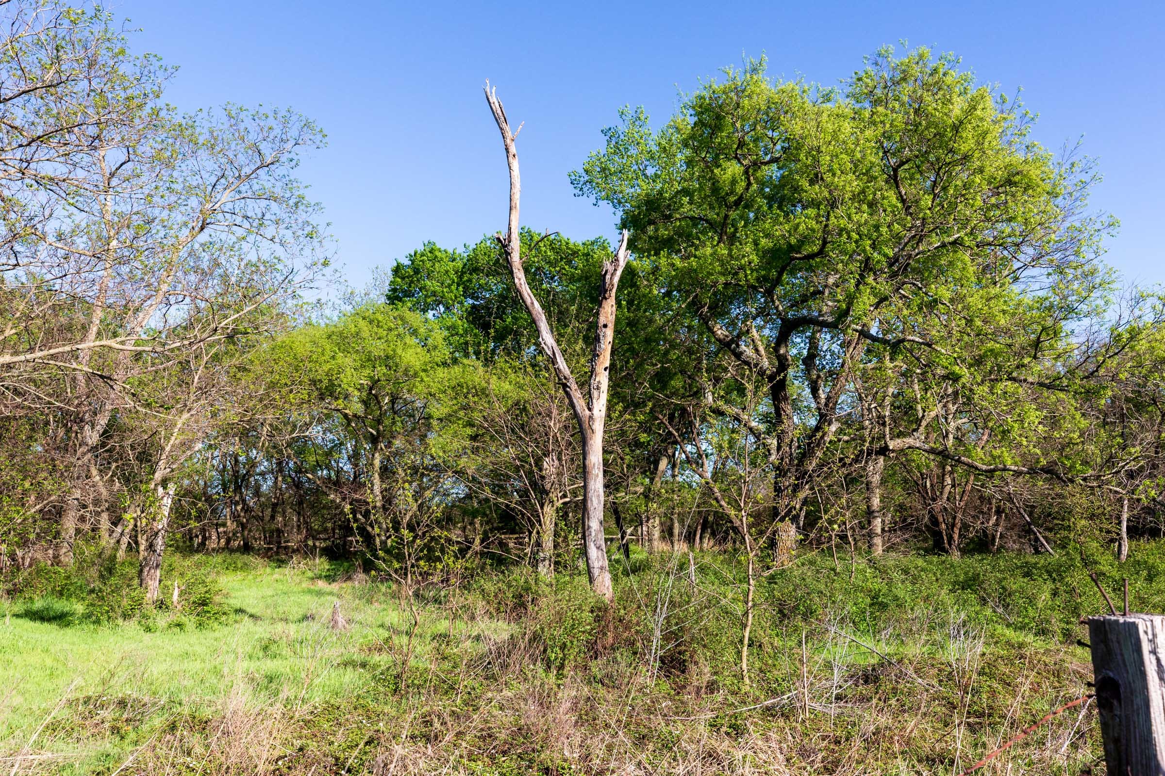 Prairie Grove Tract 2 photo 5
