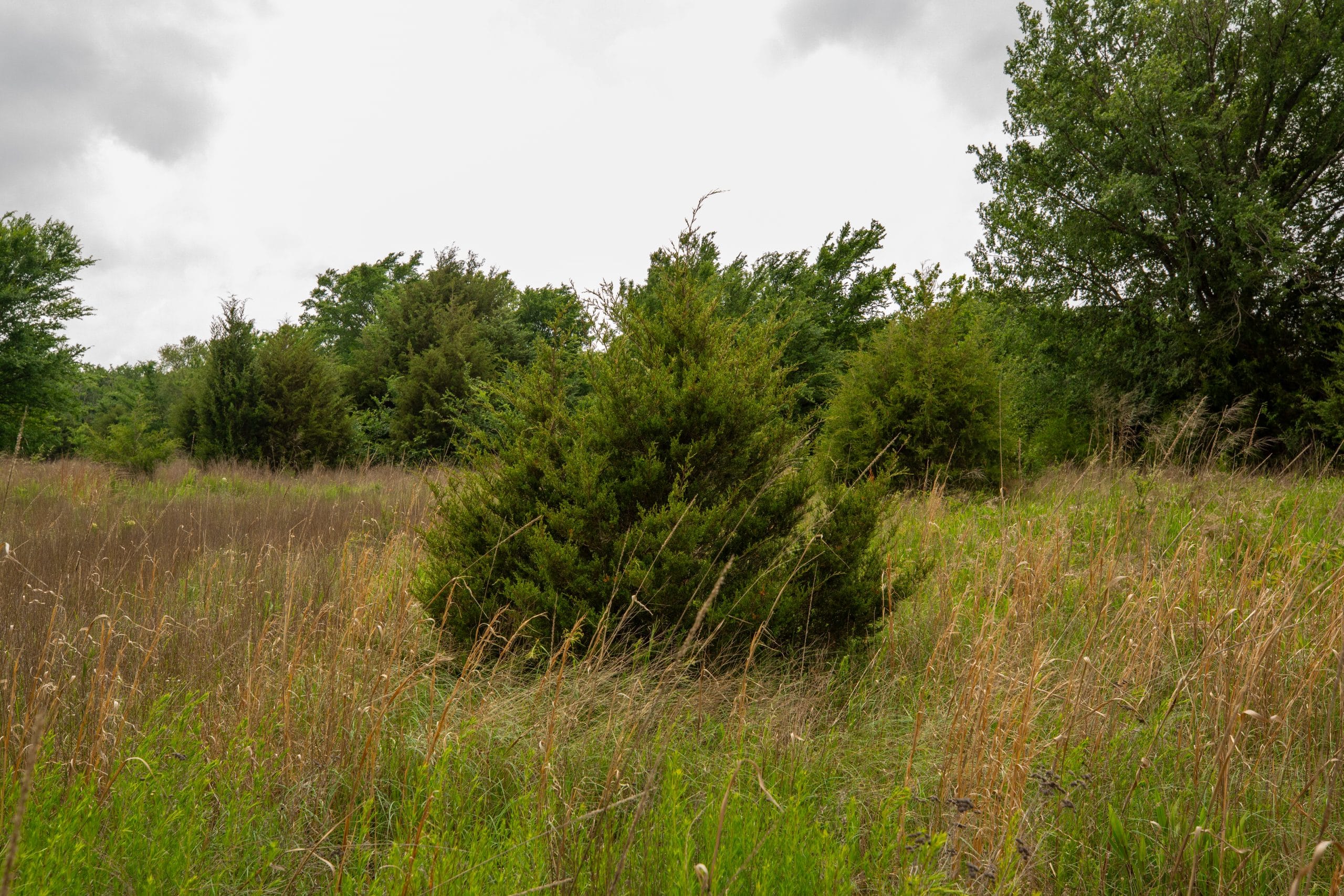 Prairie Grove Tract 2 photo 4