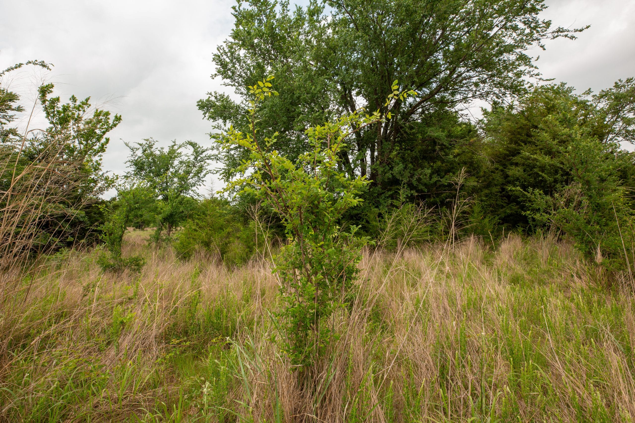 Prairie Grove Tract 2 photo 16