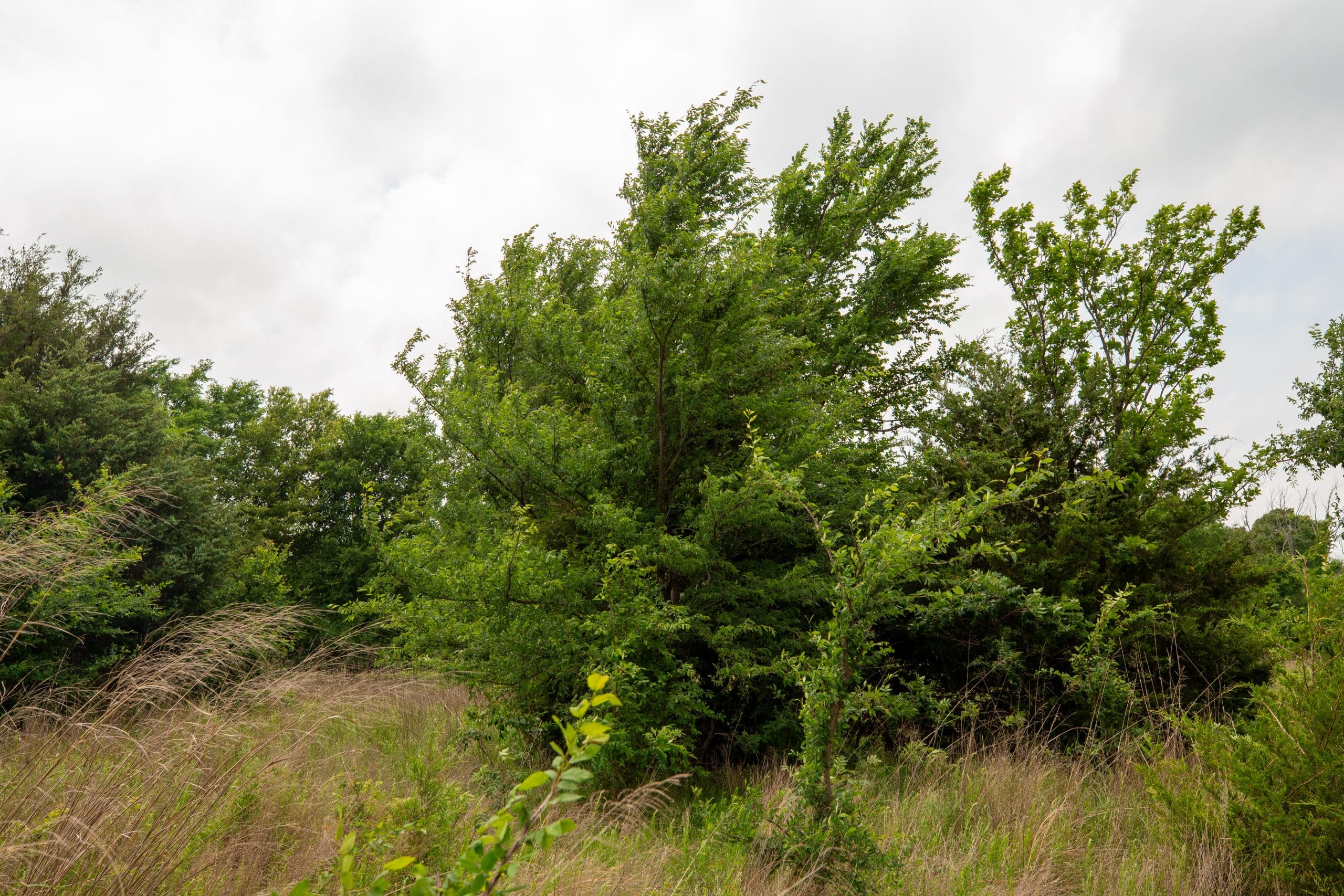 Prairie Grove Tract 2 photo 20