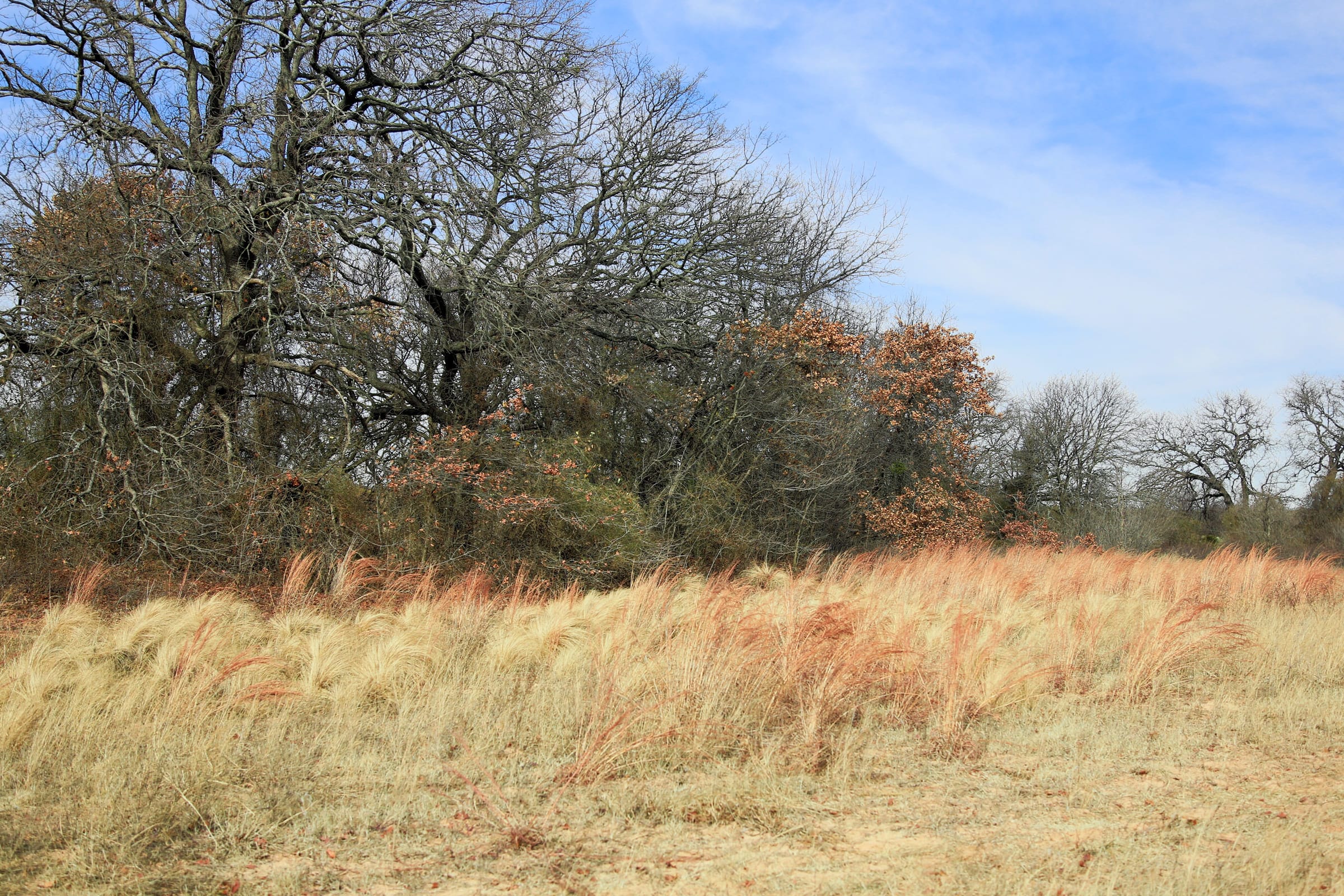Legacy Ranch Tract 1 photo 15