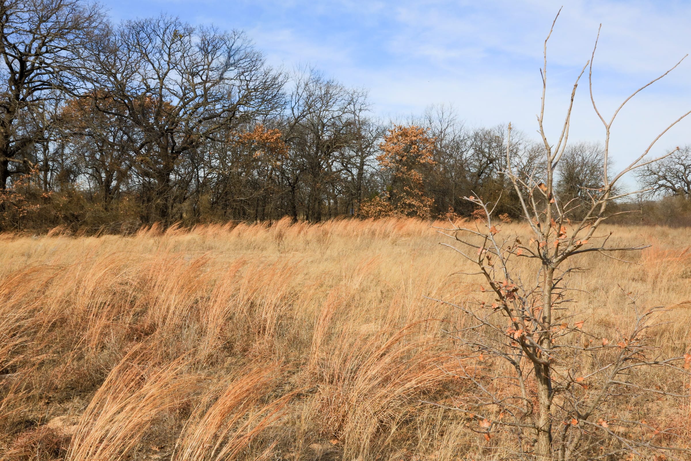 Legacy Ranch Tract 1 photo 17