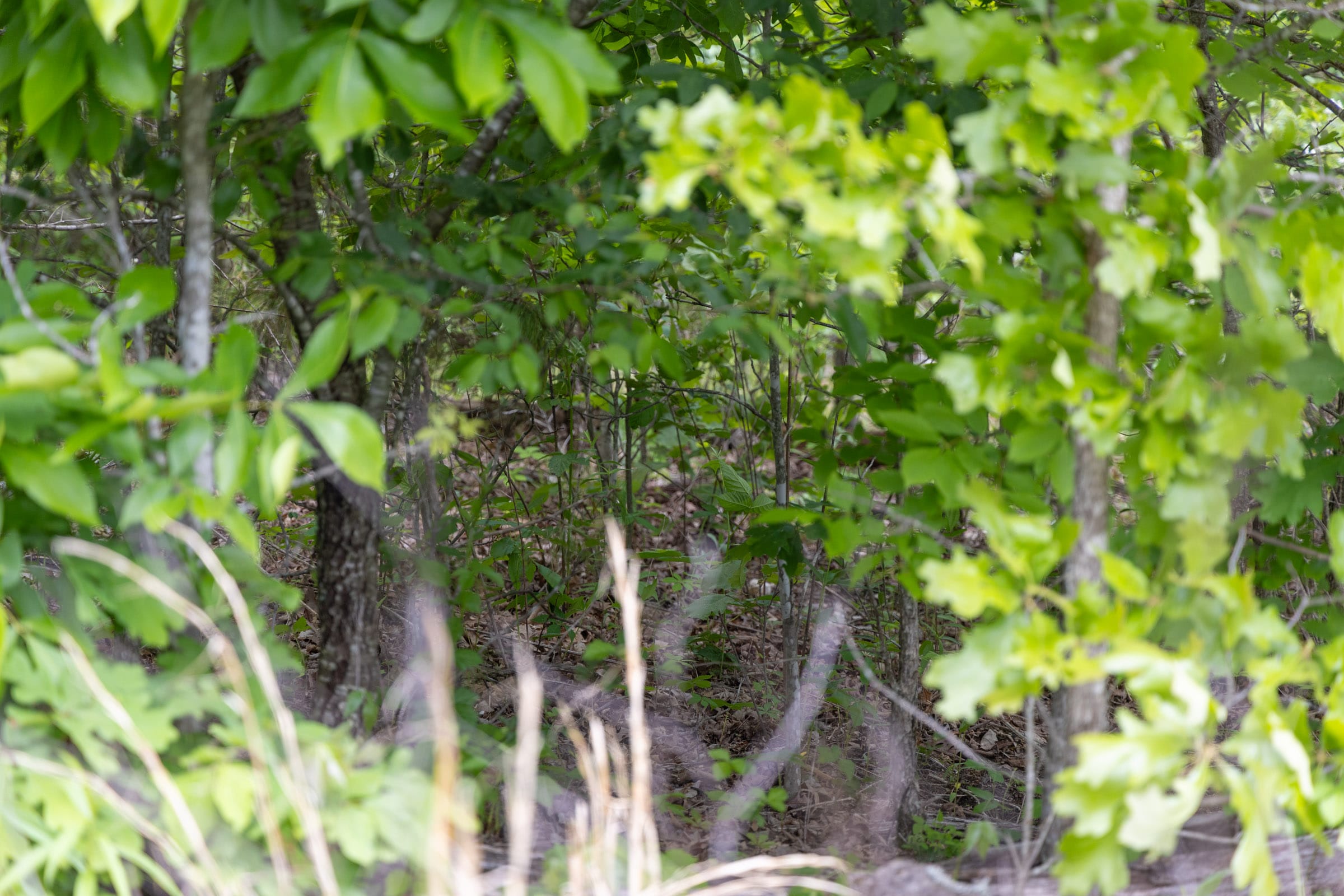 Sleepy Hollow Phase II Tract 84 photo 6