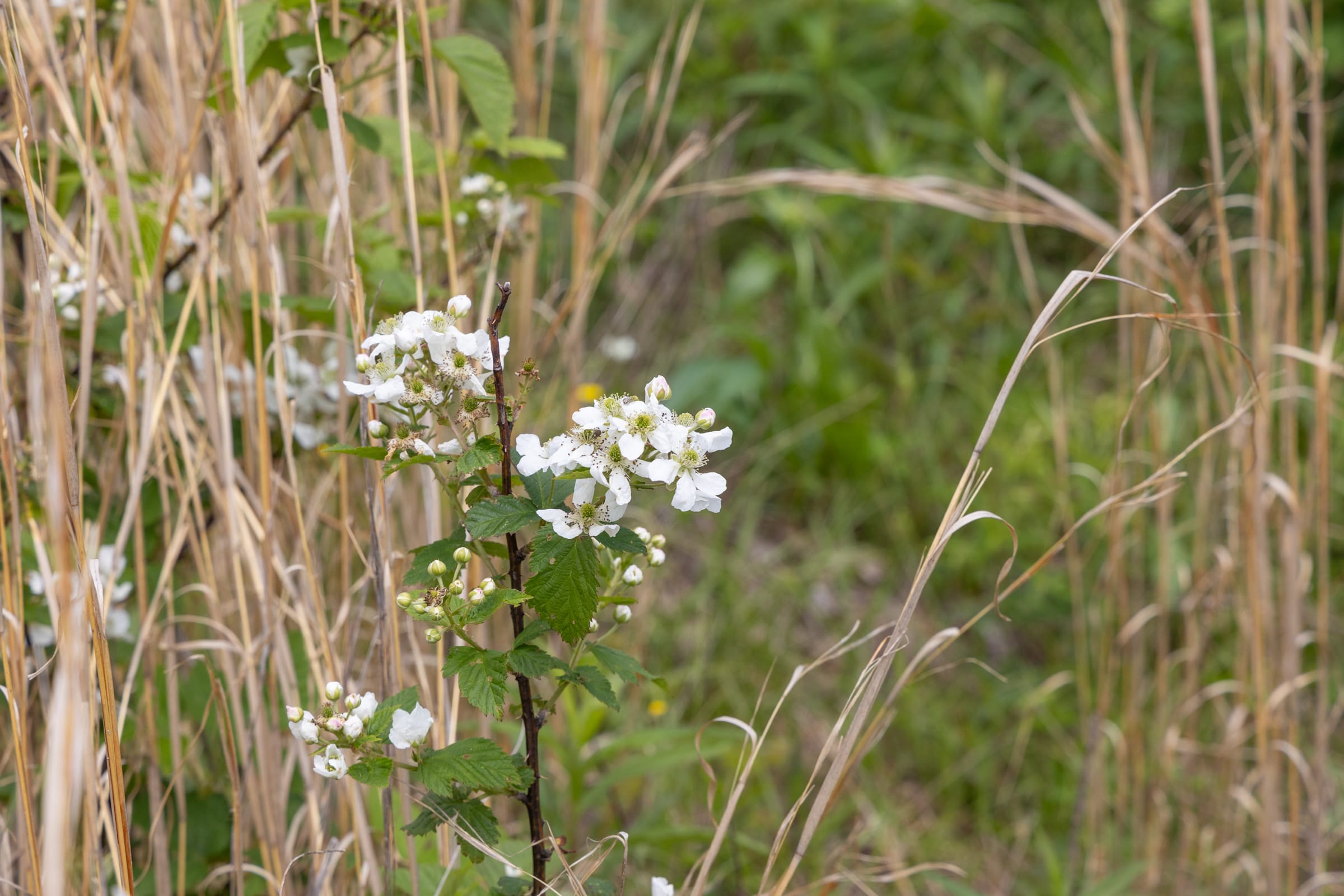 Sleepy Hollow Phase II Tract 84 photo 5