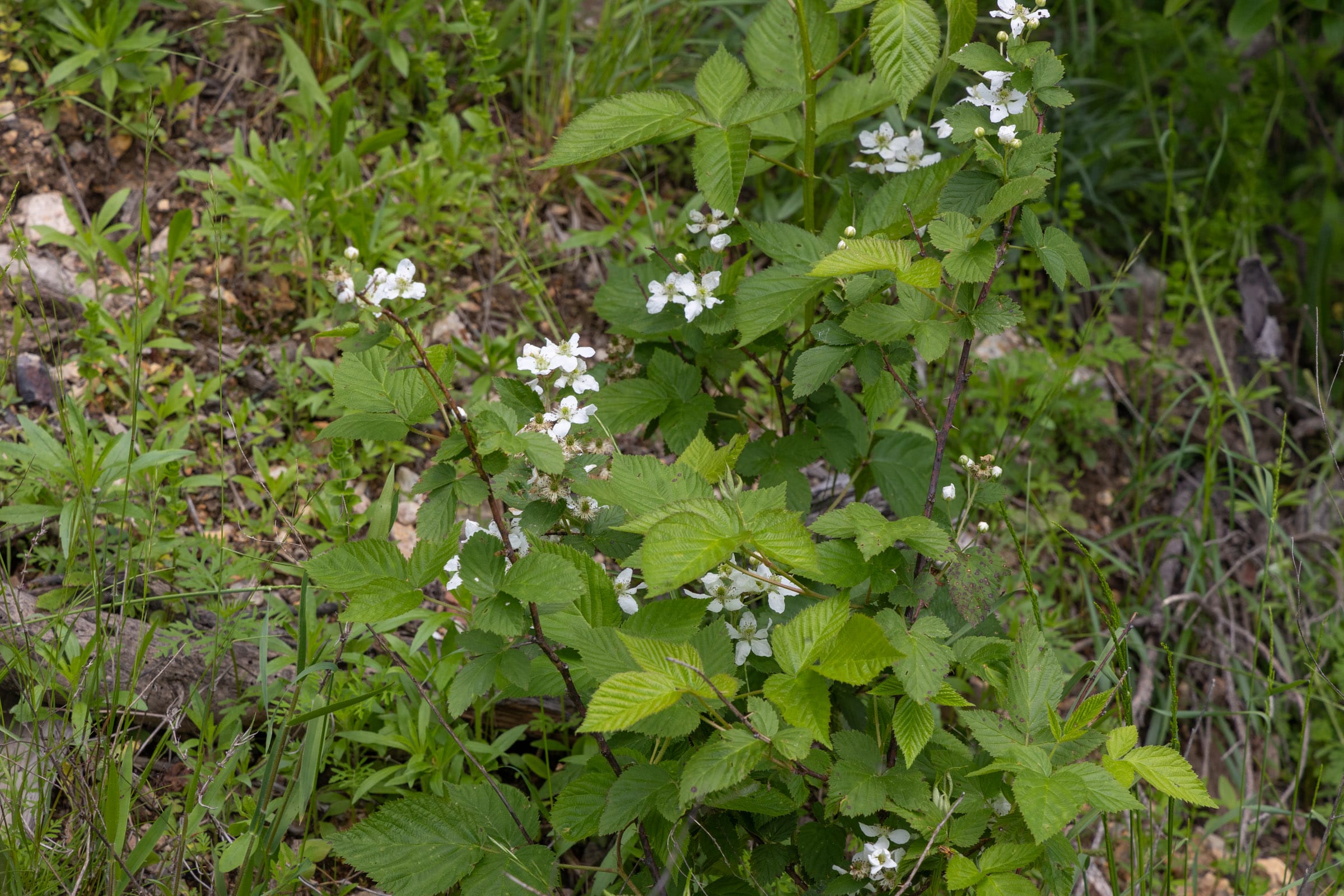 Sleepy Hollow Phase II Tract 84 photo 9