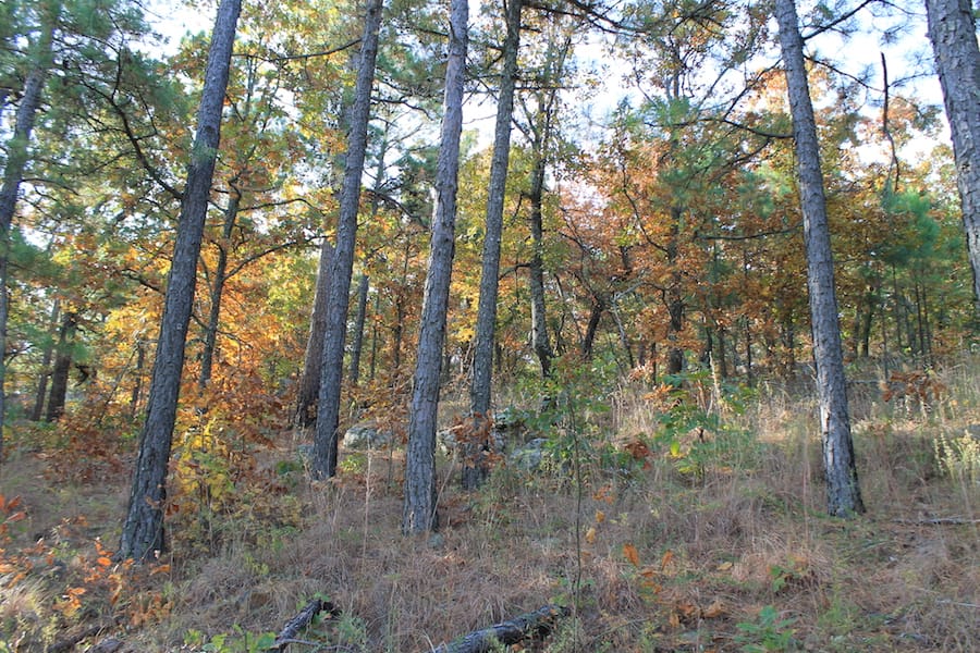 Indian Ridge – Phase III Tract 97 photo 13