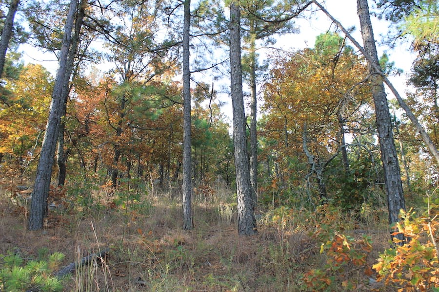 Indian Ridge – Phase III Tract 97 photo 15