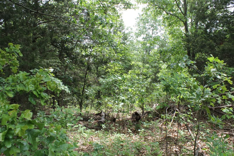 Cedar Ridge Ranch Tract 16 photo 1