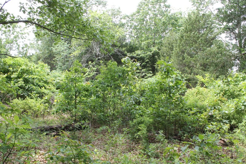 Cedar Ridge Ranch Tract 16 photo 2