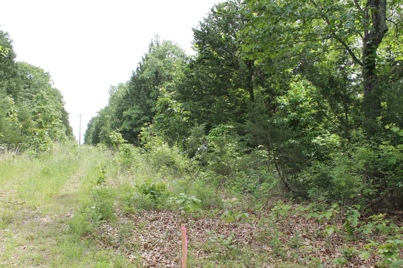 Cedar Ridge Ranch Tract 16 photo 3