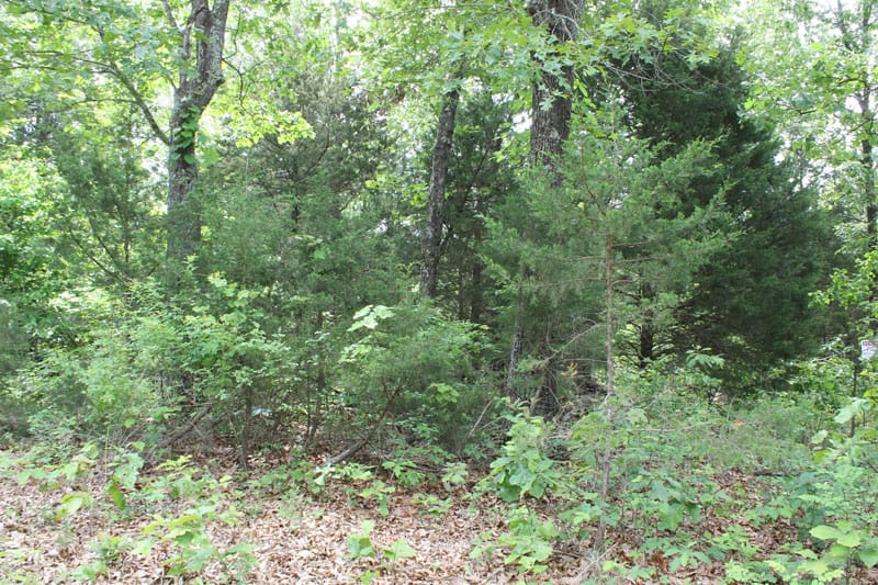 Cedar Ridge Ranch Tract 16 photo 4