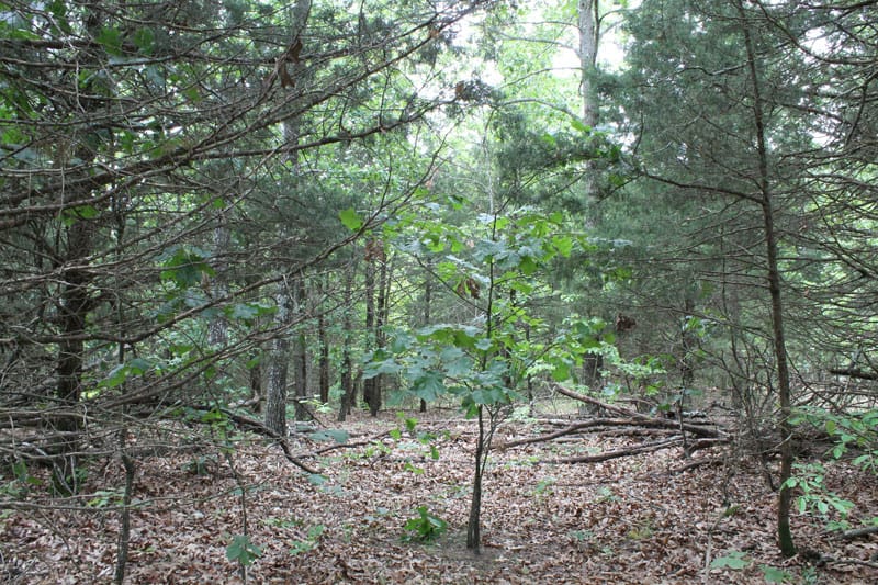 Cedar Ridge Ranch Tract 16 photo 5