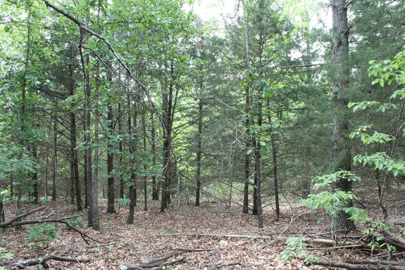 Cedar Ridge Ranch Tract 16 photo 6