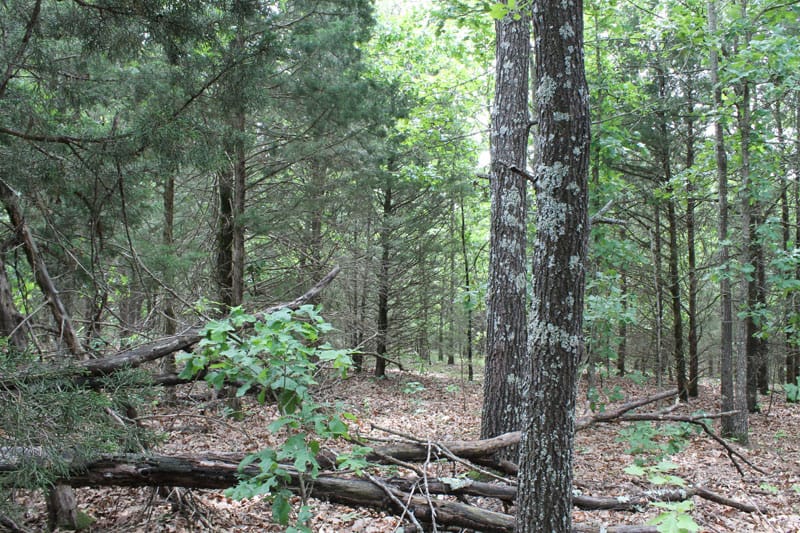 Cedar Ridge Ranch Tract 16 photo 7