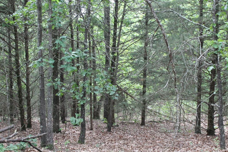 Cedar Ridge Ranch Tract 16 photo 8