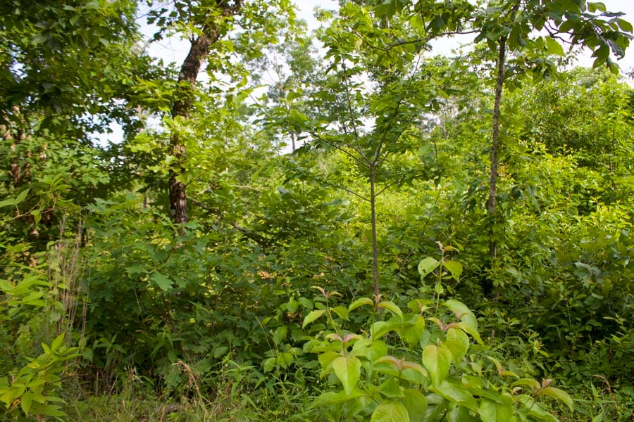 Thunder Mountain Ranch Tract 10 photo 3