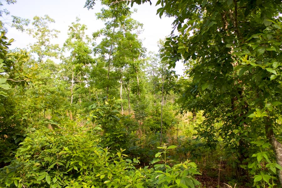 Thunder Mountain Ranch Tract 10 photo 4