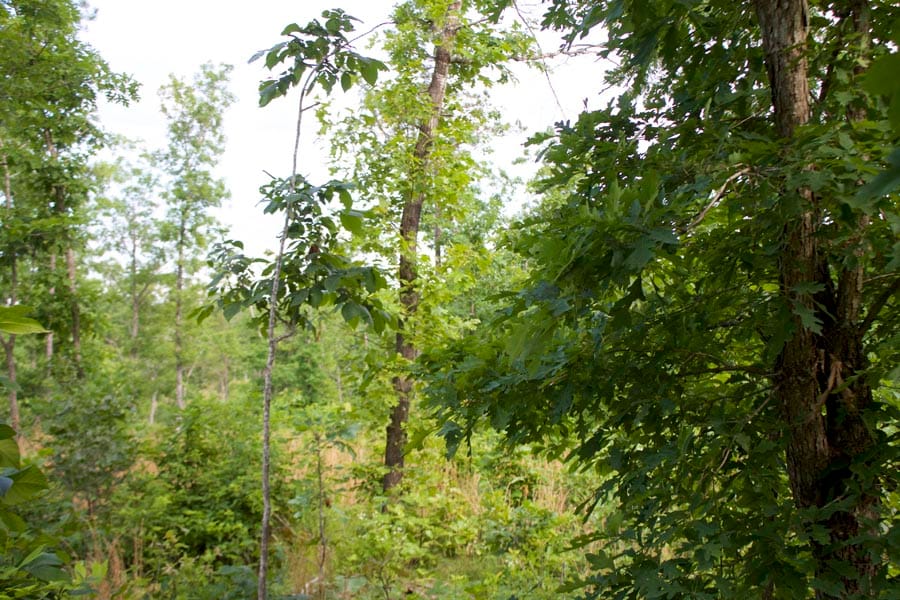 Thunder Mountain Ranch Tract 10 photo 5
