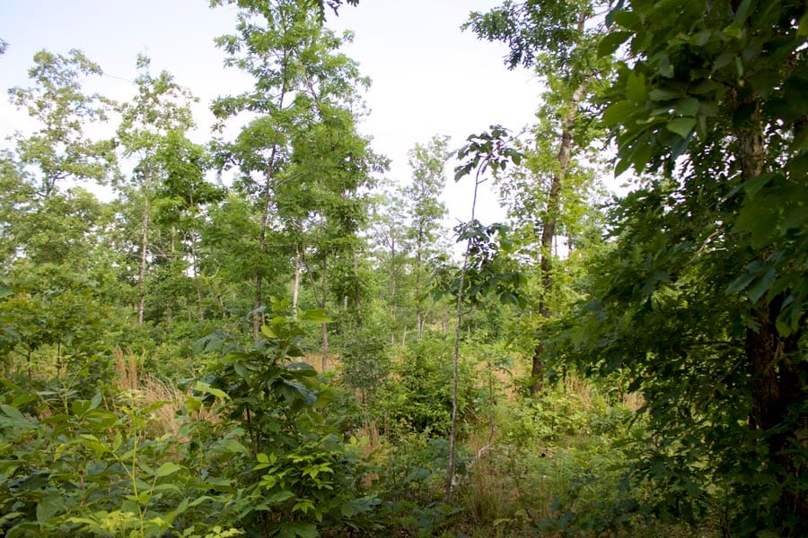 Thunder Mountain Ranch Tract 10 photo 6