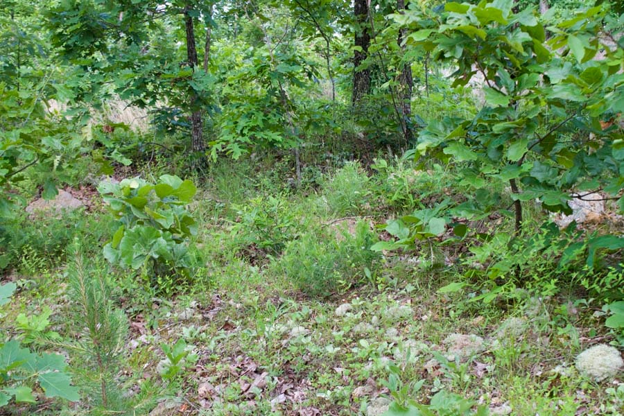 Thunder Mountain Ranch Tract 10 photo 12