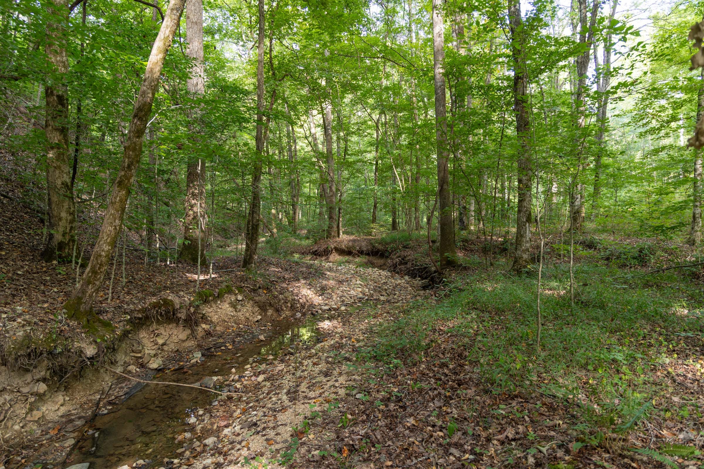 Big White Oak Tract 96 photo 3