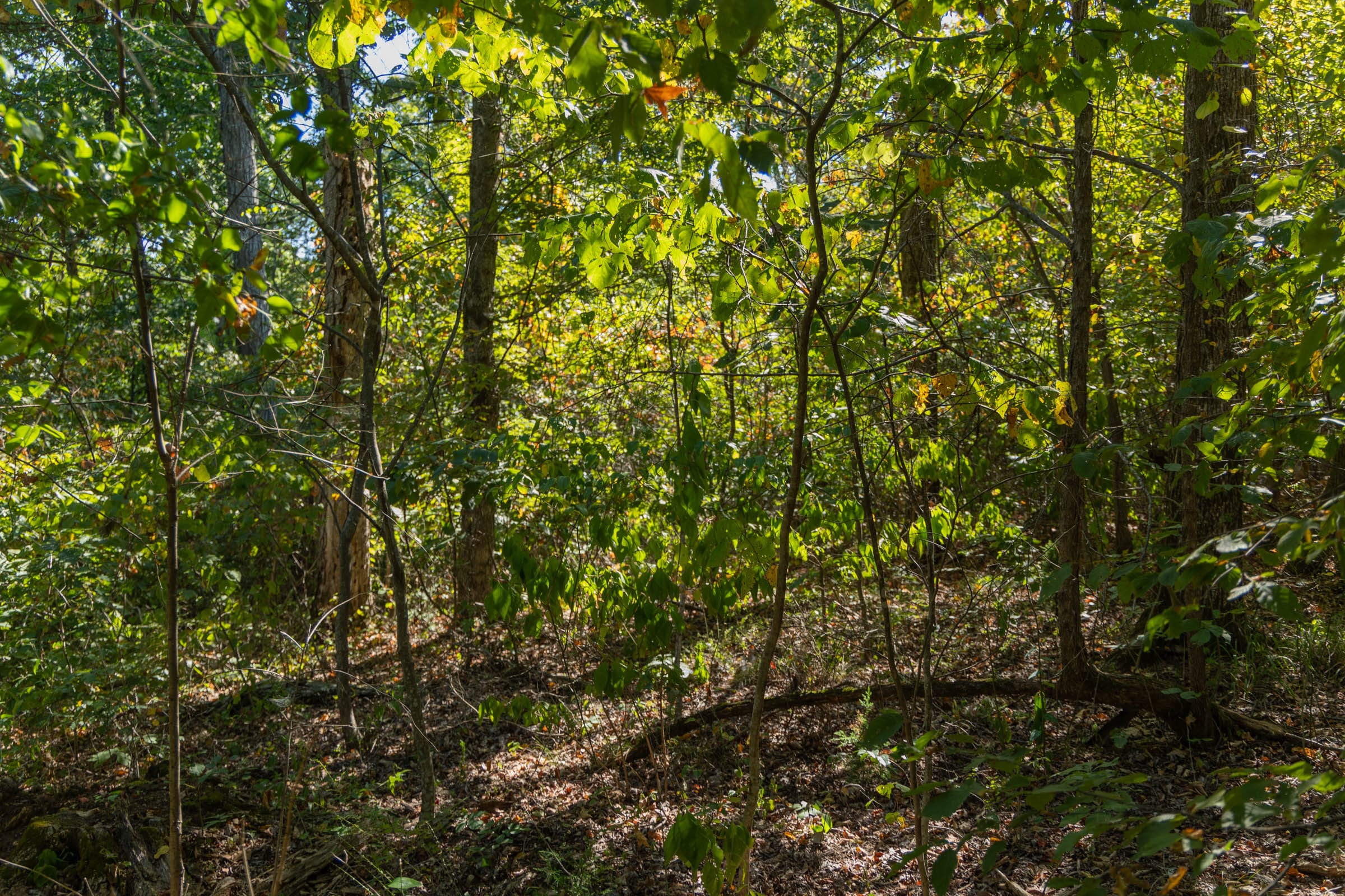 Big White Oak Tract 101 photo 16